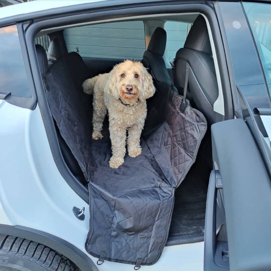 Hund auf der Rücksitzbank - Model 3 Allgemeines - TFF Forum - Tesla Fahrer  & Freunde